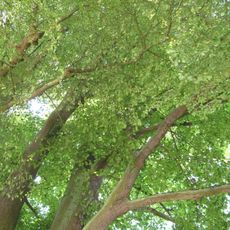 Lípy u Lejčkovské klapličky