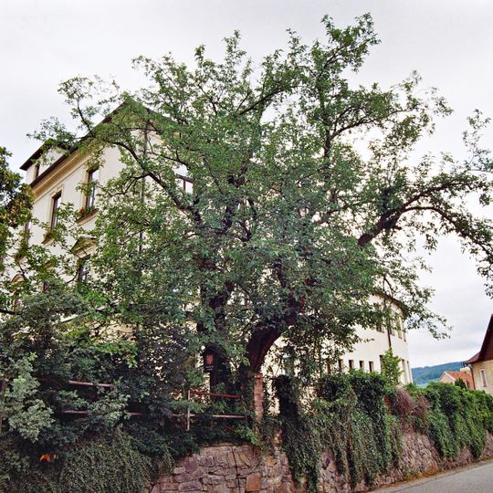 Morušovník v Křemži