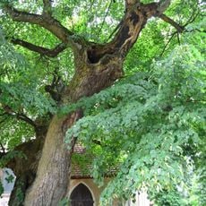 Naturdenkmal Winter-Linde Ostseite der Kirche in Blumberg