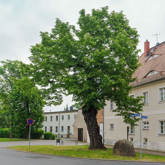 Tilia cordata, Plaußig