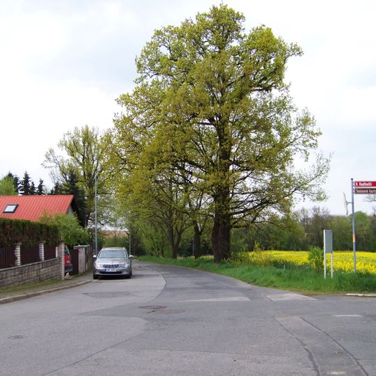 Památný dub proti domu Pánkova 17 v Nedvězí u Říčan