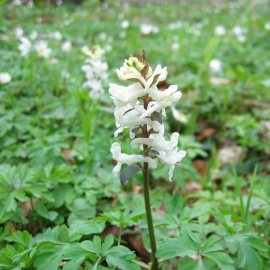 Rezerwat przyrody Kokorycz