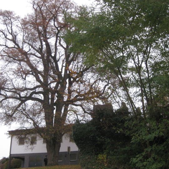 Winterlinde am Friedhof
