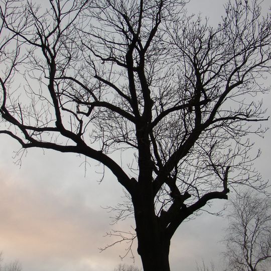 Jasan v Třebusicích