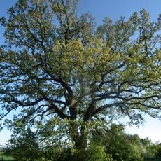 Quercus cerris in Beglež