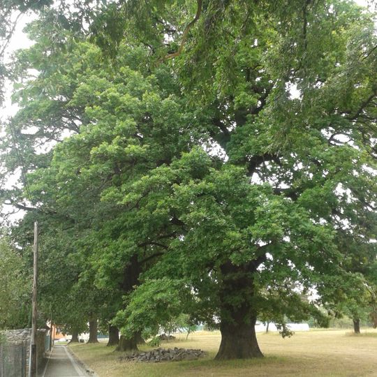 Quercus robur