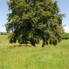 Naturdenkmal Hudebuchen (südlich Oberschledorn)