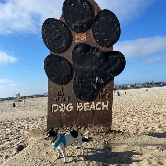 Dog Beach