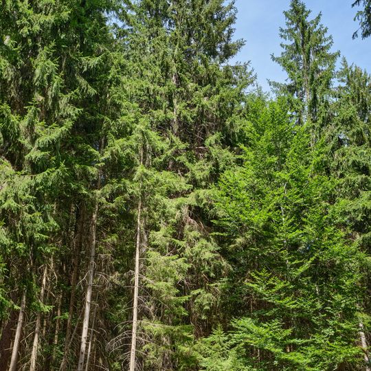 Broumovské smrky v Hamerském údolí