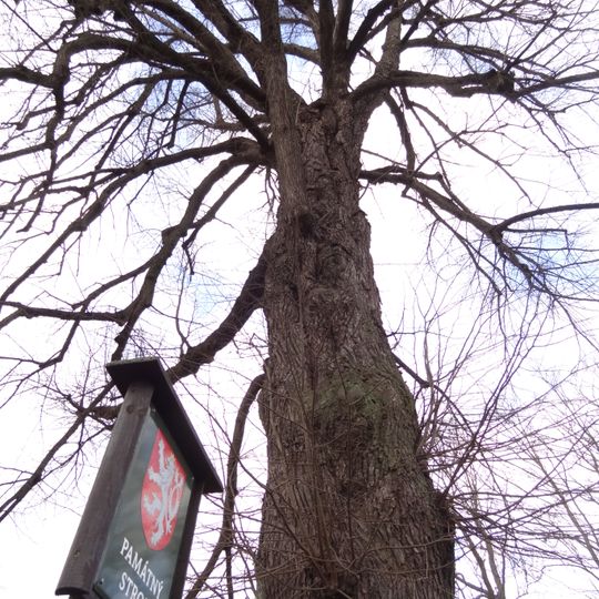 Lípa malolistá pod čp. 92