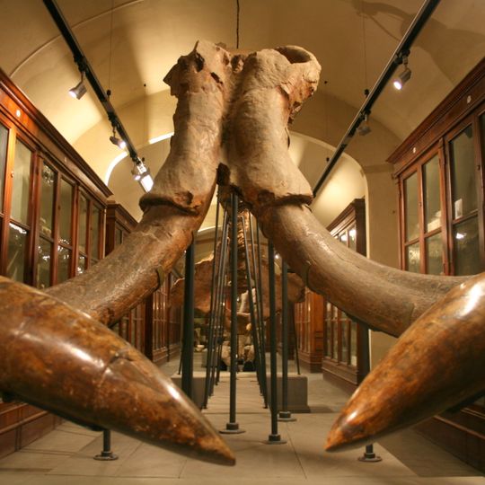 Museo paleontologico di Montevarchi