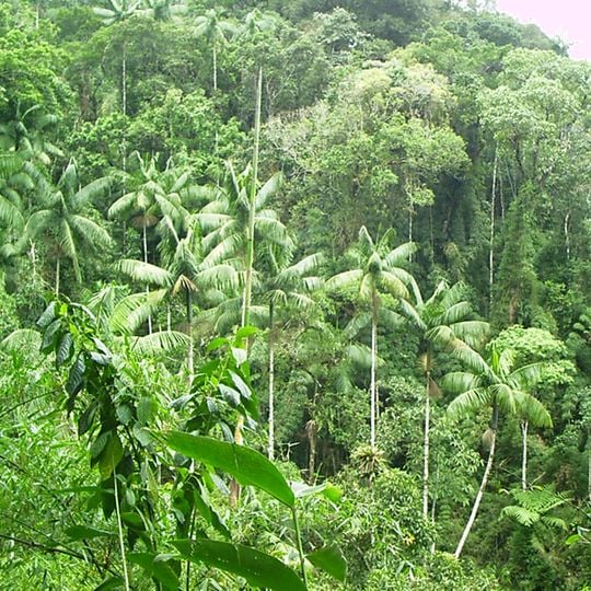 Parc national d'Itatiaia