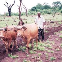 prefettura di Mandiana