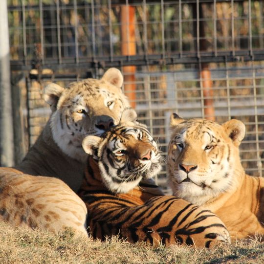 Greater Wynnewood Exotic Animal Park