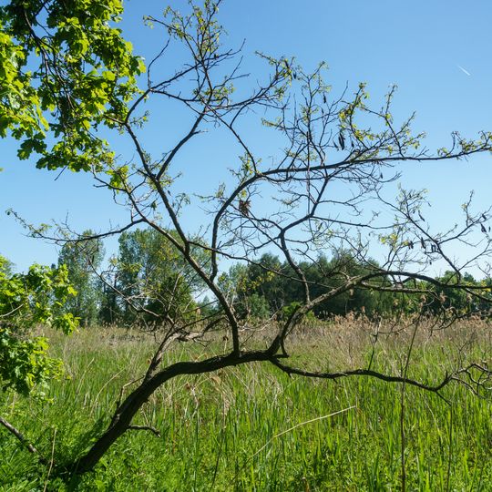 Swamp area south of Liebersee