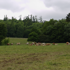 Naturschutzgebiet Bienwiesen bei Allmenrod