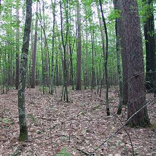 Finnerud Forest Scientific Area