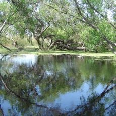 Madrona Marsh