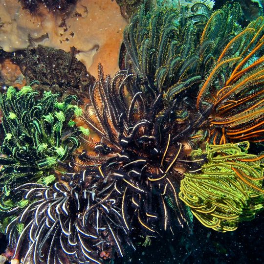 Parc national marin de Bunaken