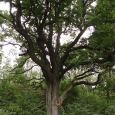 Dub u Bílého Kostela