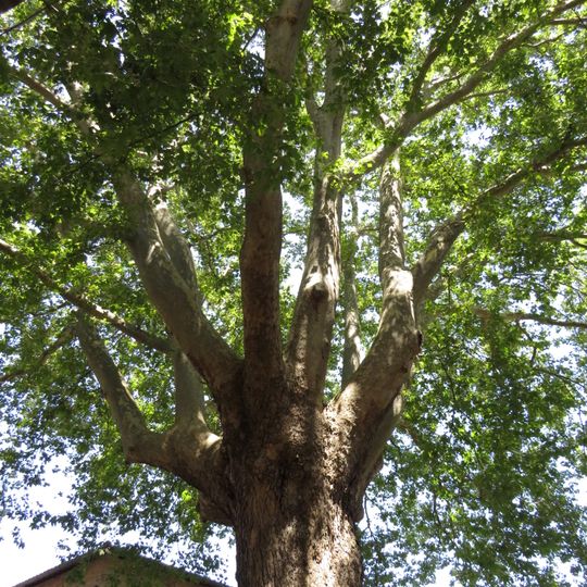 Platano secolare di Urbino