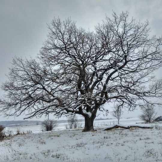 Quercus robur in Schinoasa-2