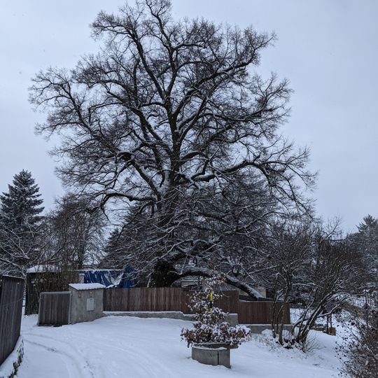 Lípa v Louňovicích