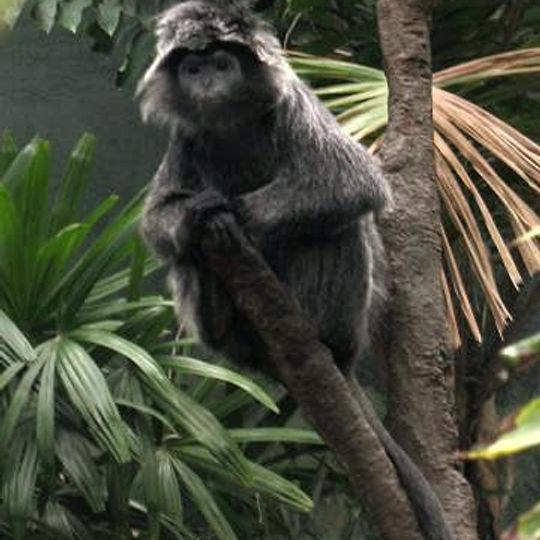 Mount Halimun Salak National Park