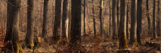 Pan Myszek Profile Cover