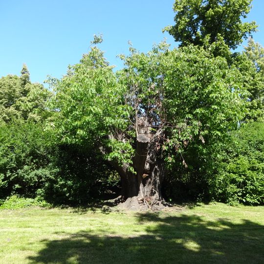 Roteiche in Senftenberg 50 m südwestlich vom Jahndenkmal