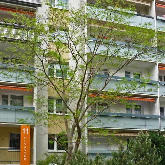 Naturdenkmal  Seidenakazie Elsasser Straße 11 in Dresden