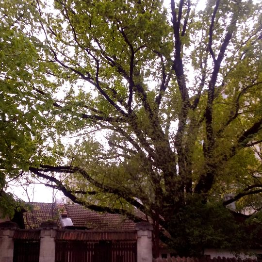 Quercus robur on Pann street, Chișinău
