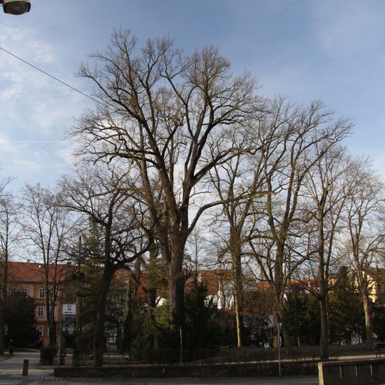 Duby v Palackého sadech