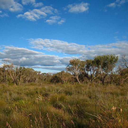 Kensington Bushland