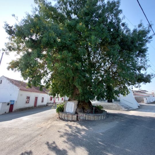 Árvore isolada em Azambujeira dos Carros - Largo da Capela
