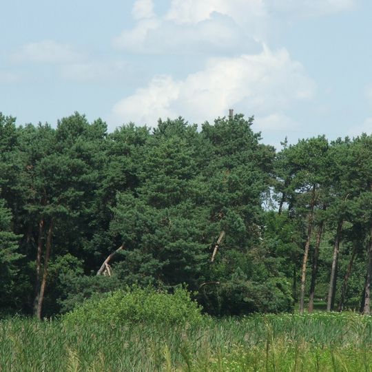 Соснові насадження