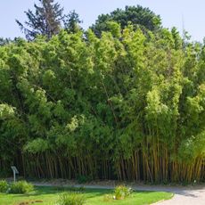 Bamboo grove