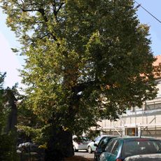 Lípa u kostela sv. Prokopa v Hrnčířích