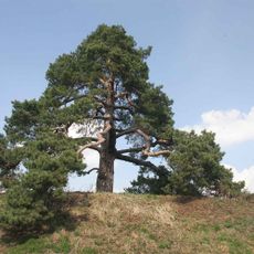 Svídnická borovice