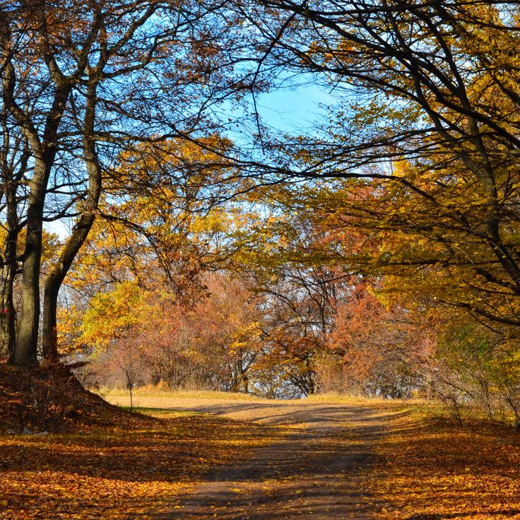Hoia Baciu-skogen