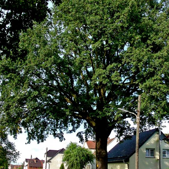 Naturdenkmal [[Eichen