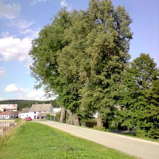 Lípy na hrázi rybníka v Rudolci
