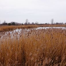 Ptaki Jeziorka