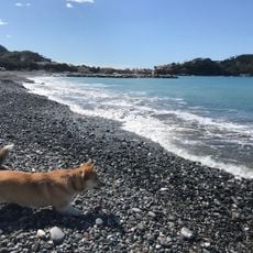 Spiaggia per cani