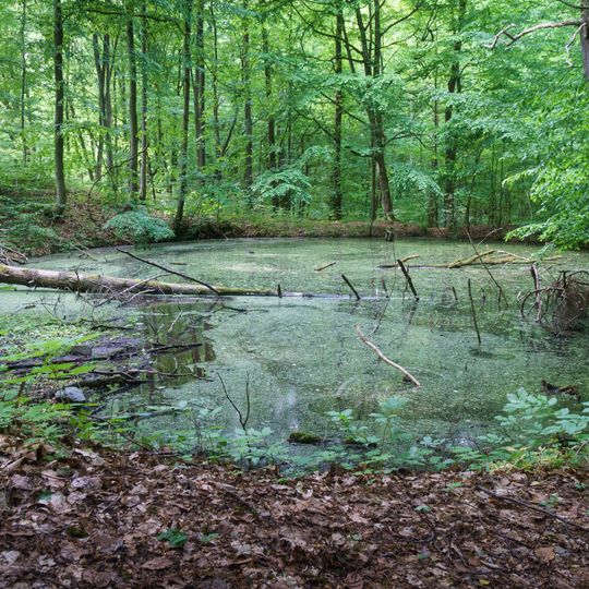 Kleiner Goldfischteich