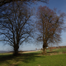 Linden an der Zwiefalterschneise