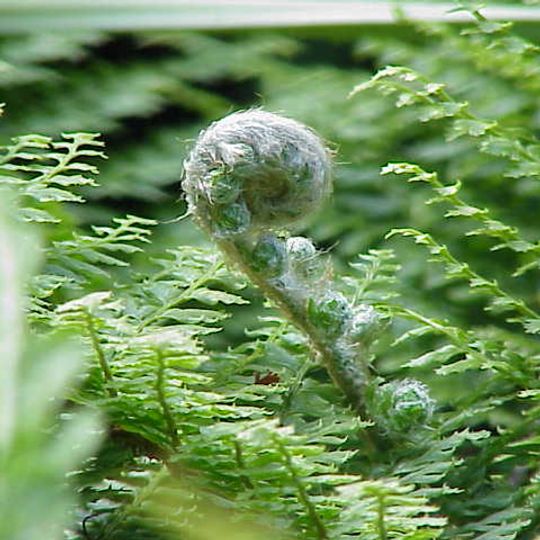 Park Narodowy Zahamena