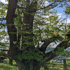 Linde in Spangenberg