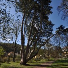 The Opatovice Pine
