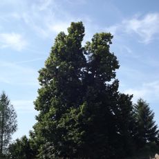 Lípa v areálu ZD v Lodhéřově